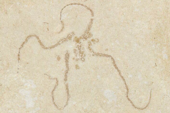 Jurassic Brittle Star Fossil - Solnhofen #256680